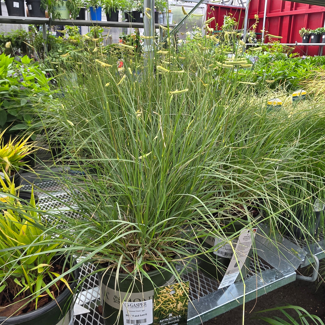 Blonde Ambition Blue Gamma Grass
