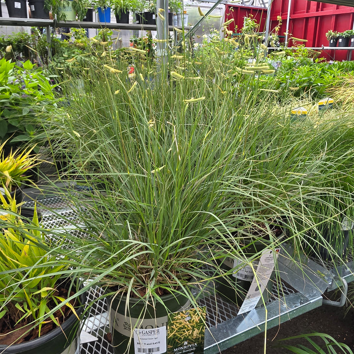 Blonde Ambition Blue Gamma Grass