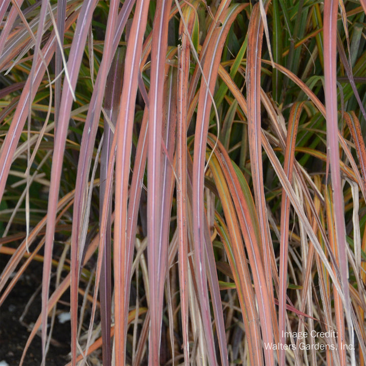 Oktoberfest Maiden Grass