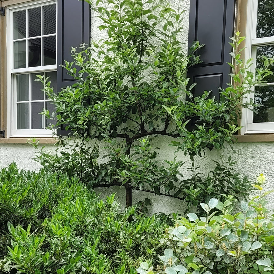 European Pear Espalier