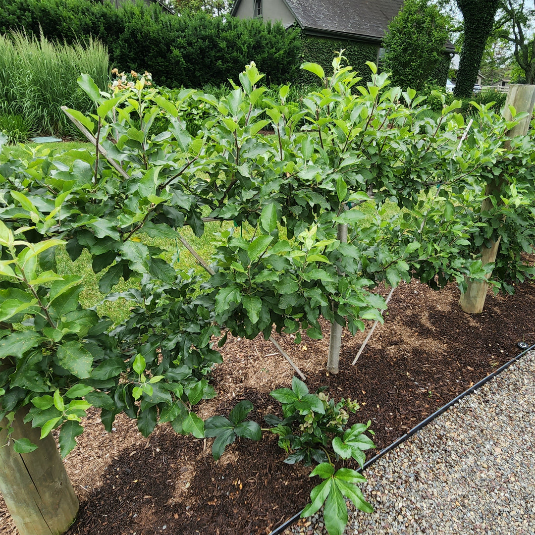European Pear Espalier