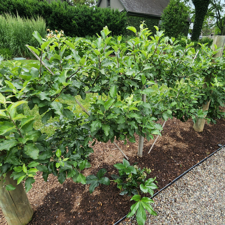 European Pear Espalier