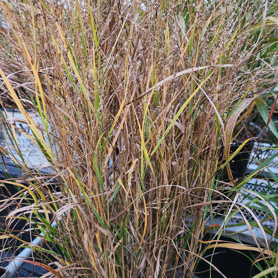 Shenandoah Switch Grass