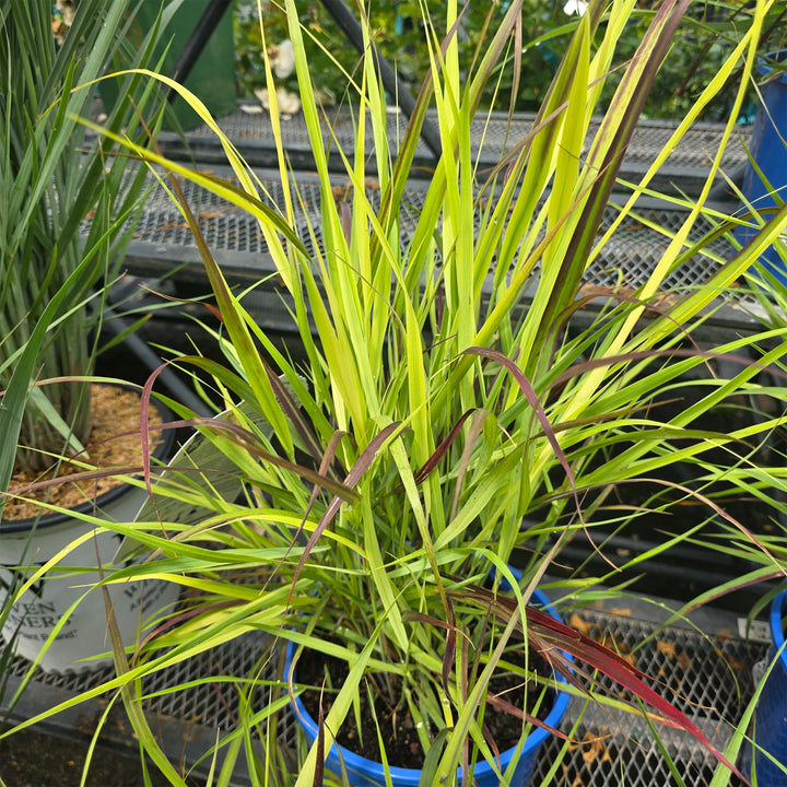 Shenandoah Switch Grass