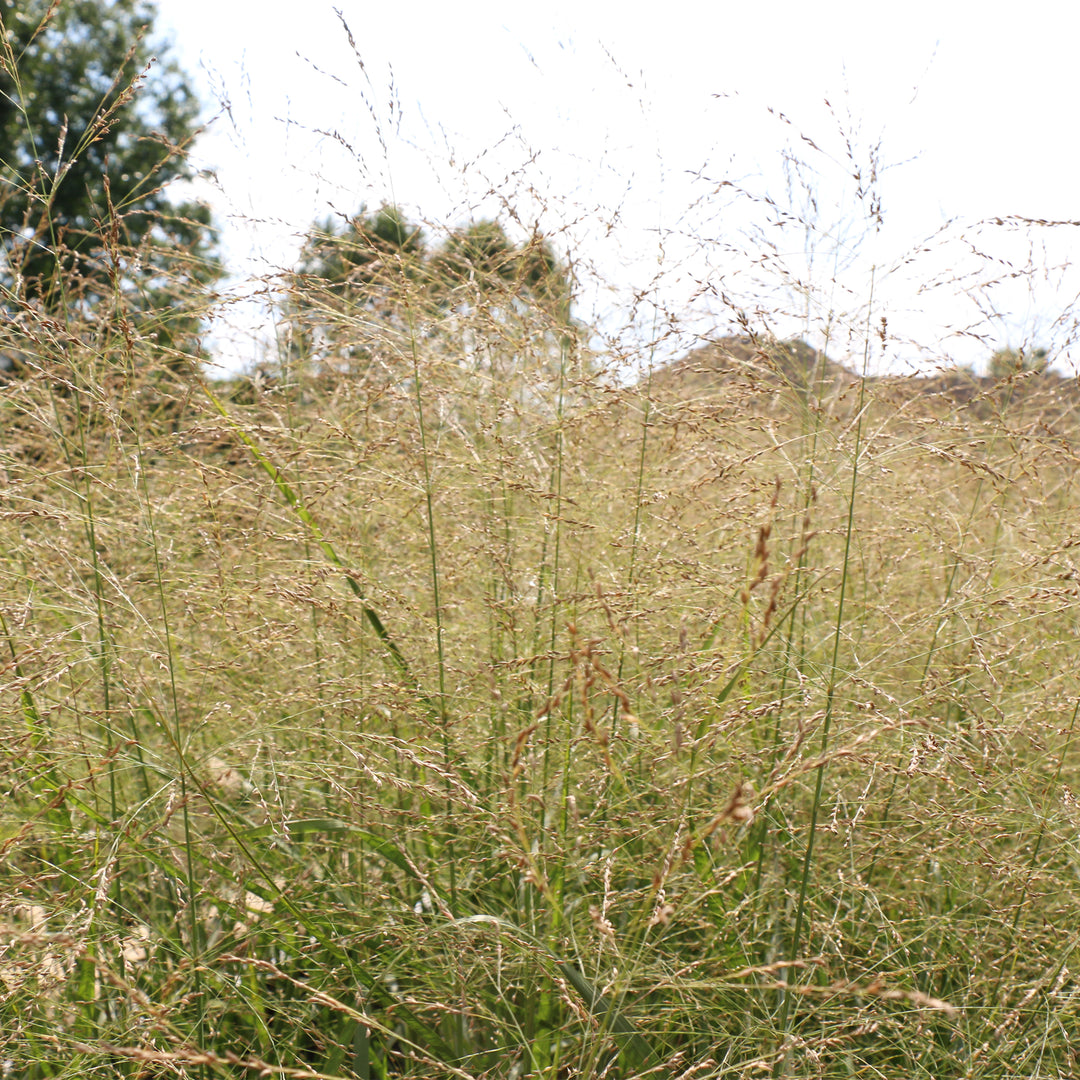 Northwind Switch Grass