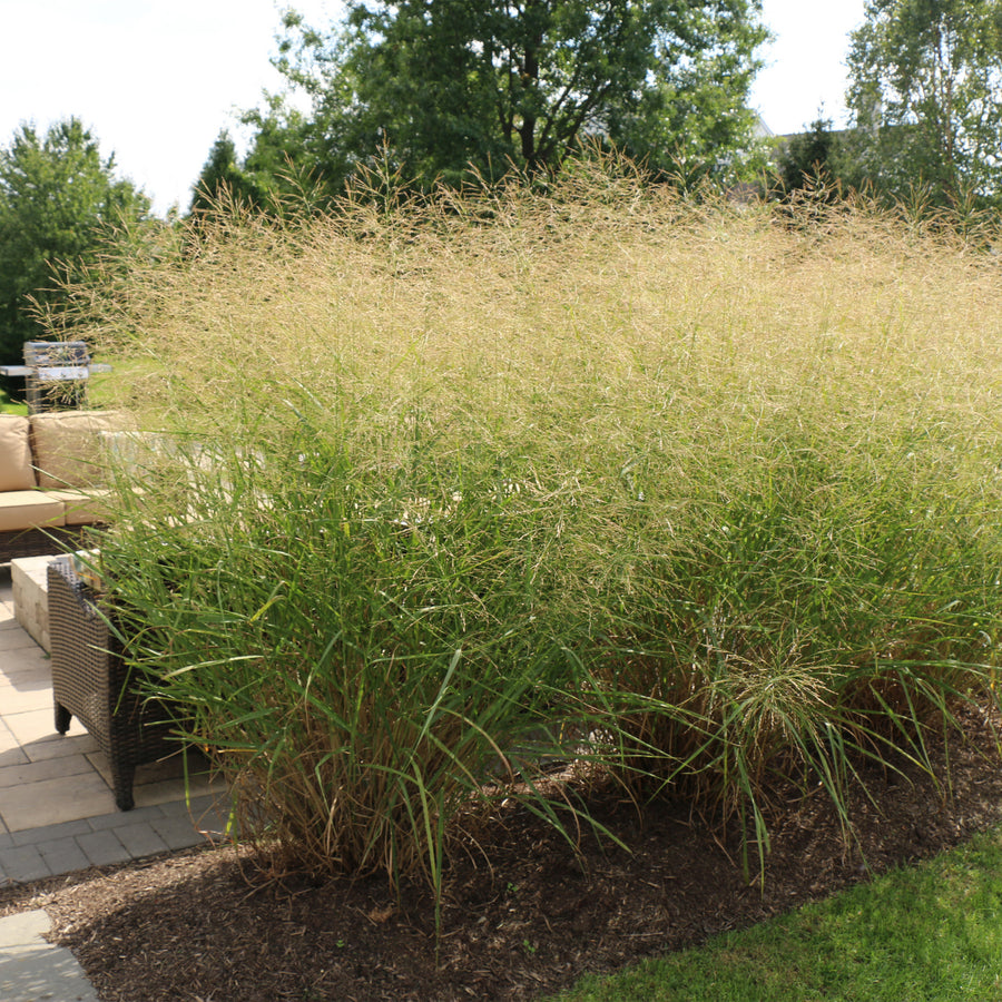 Northwind Switch Grass