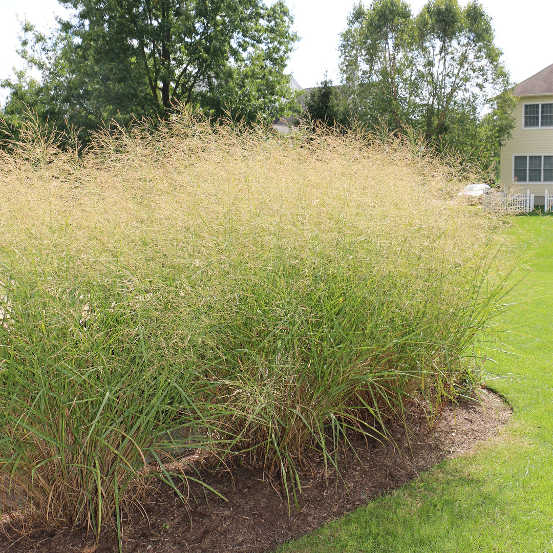 Northwind Switch Grass