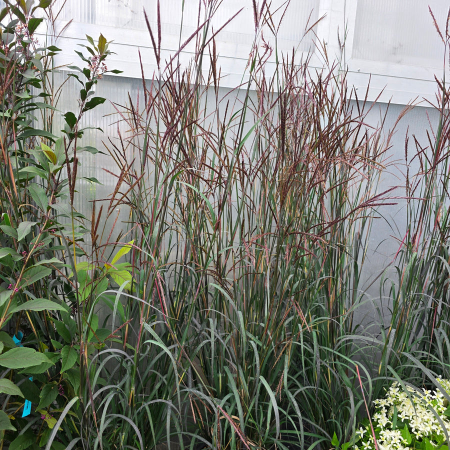 Blackhawks Big Bluestem