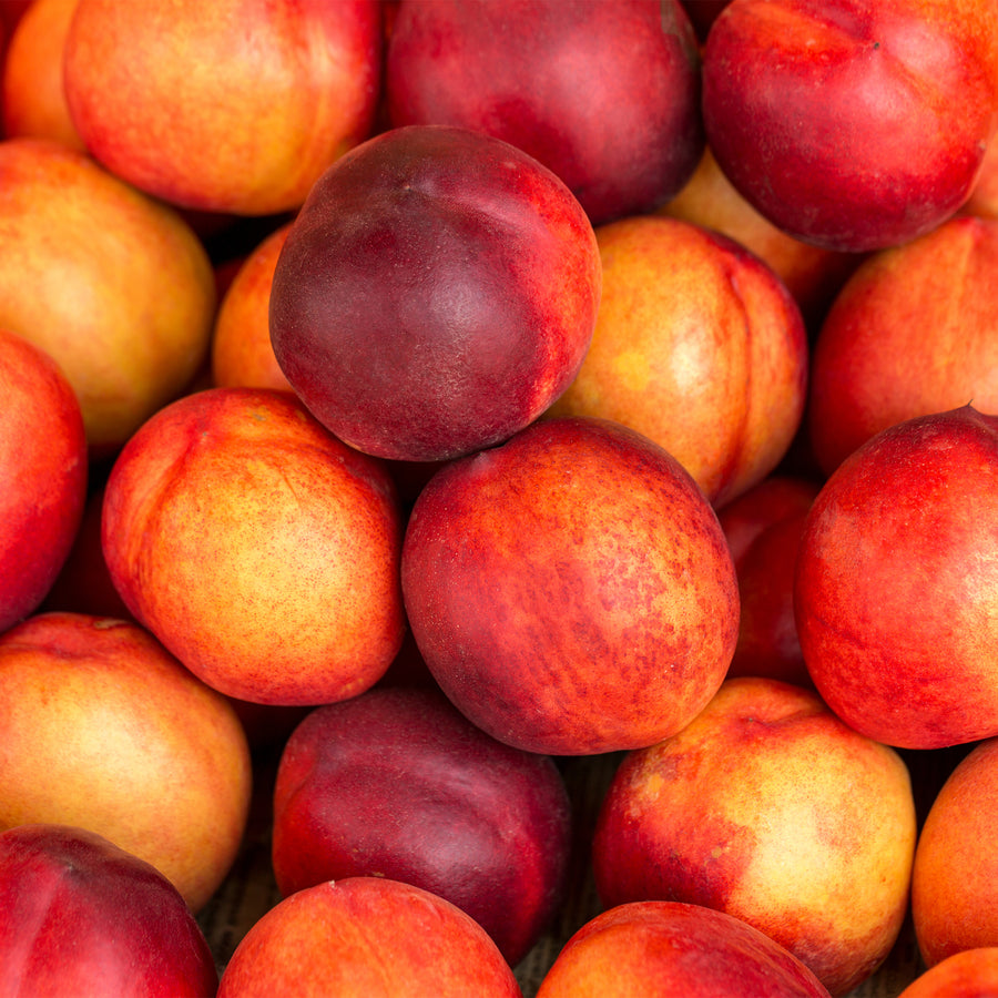 Sunglo Nectarine