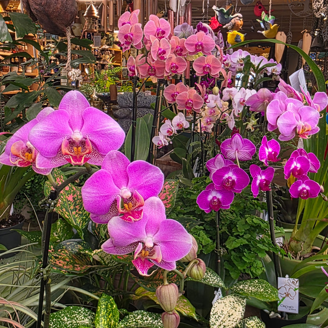 Valentine's Plants