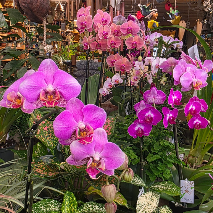 Valentine's Plants