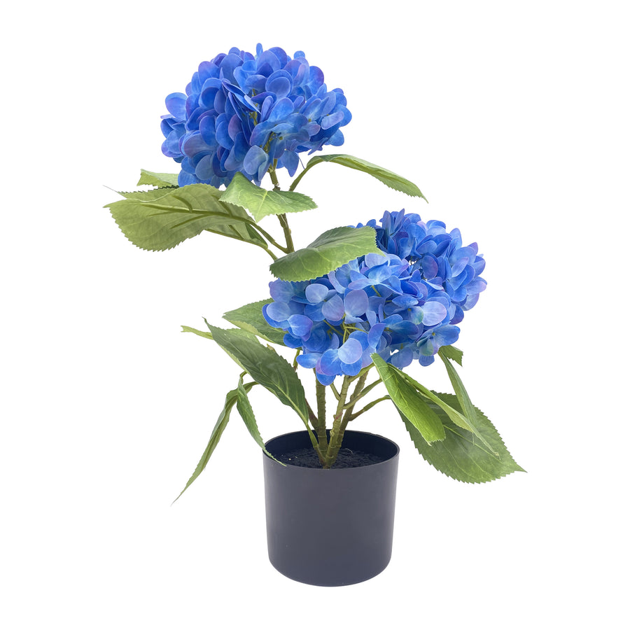 Triple Hydrangea in Pot