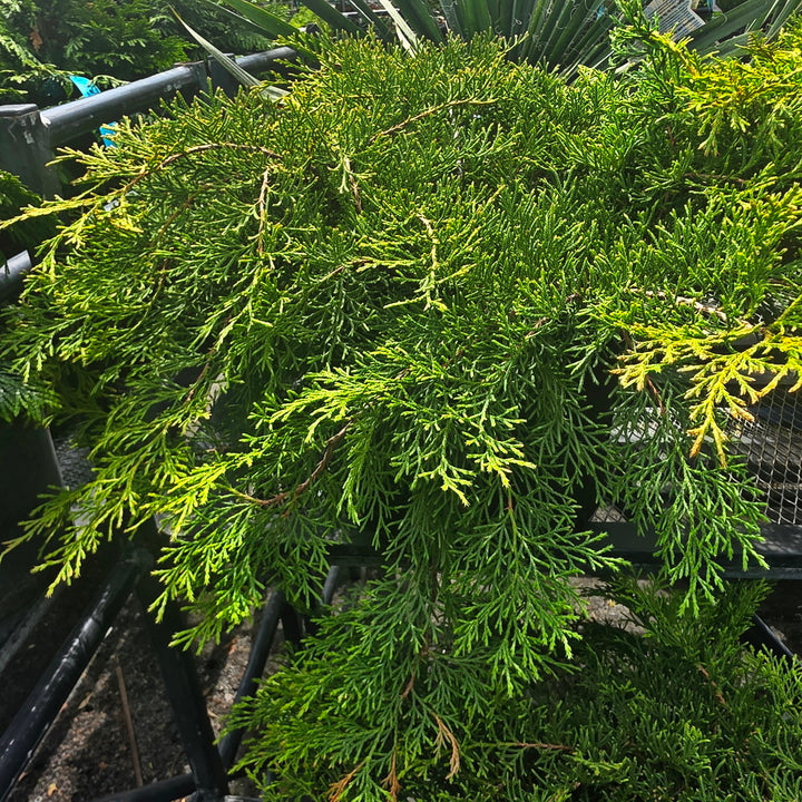 Russian Cypress