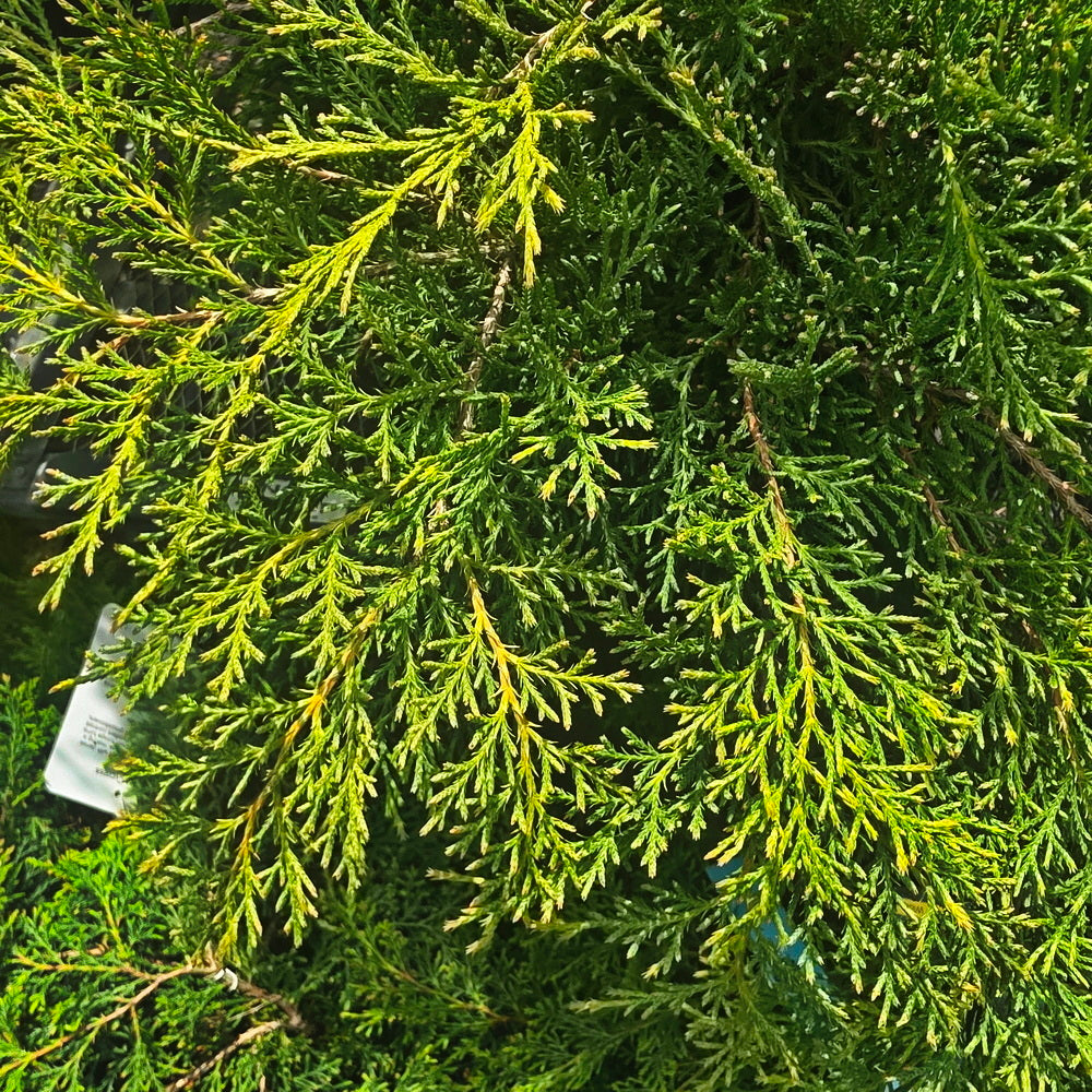 Russian Cypress