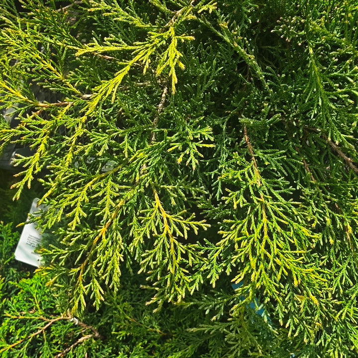 Russian Cypress
