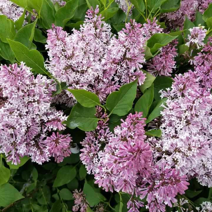 Miss Kim Lilac