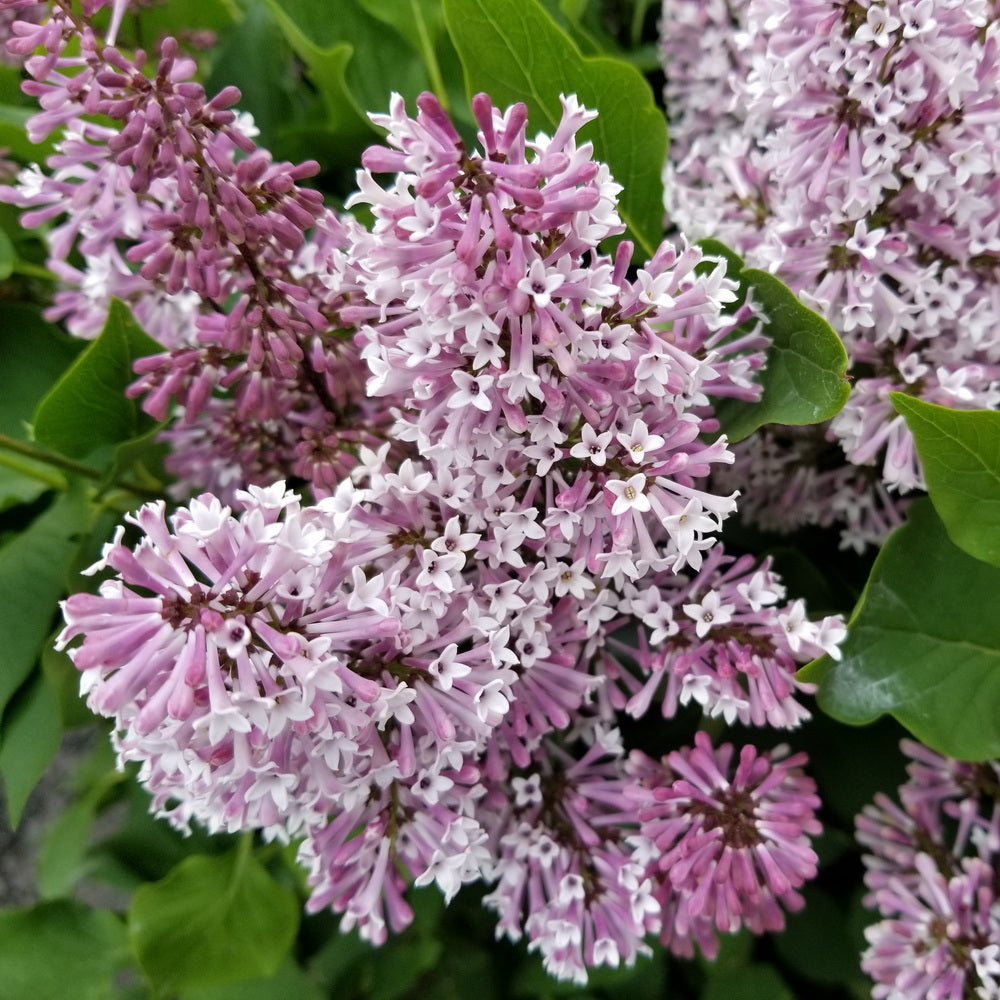 Miss Kim Lilac