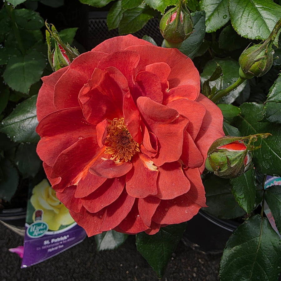 Hot Cocoa® Rose