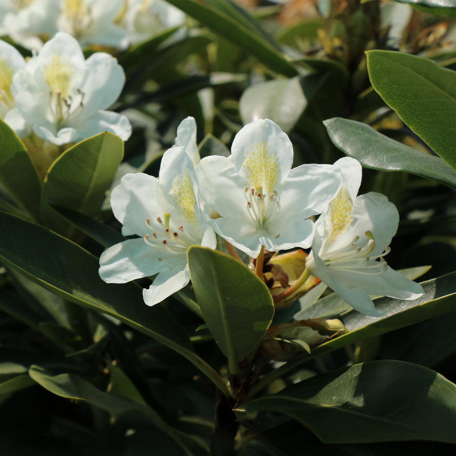 Chionoides Rhododendron