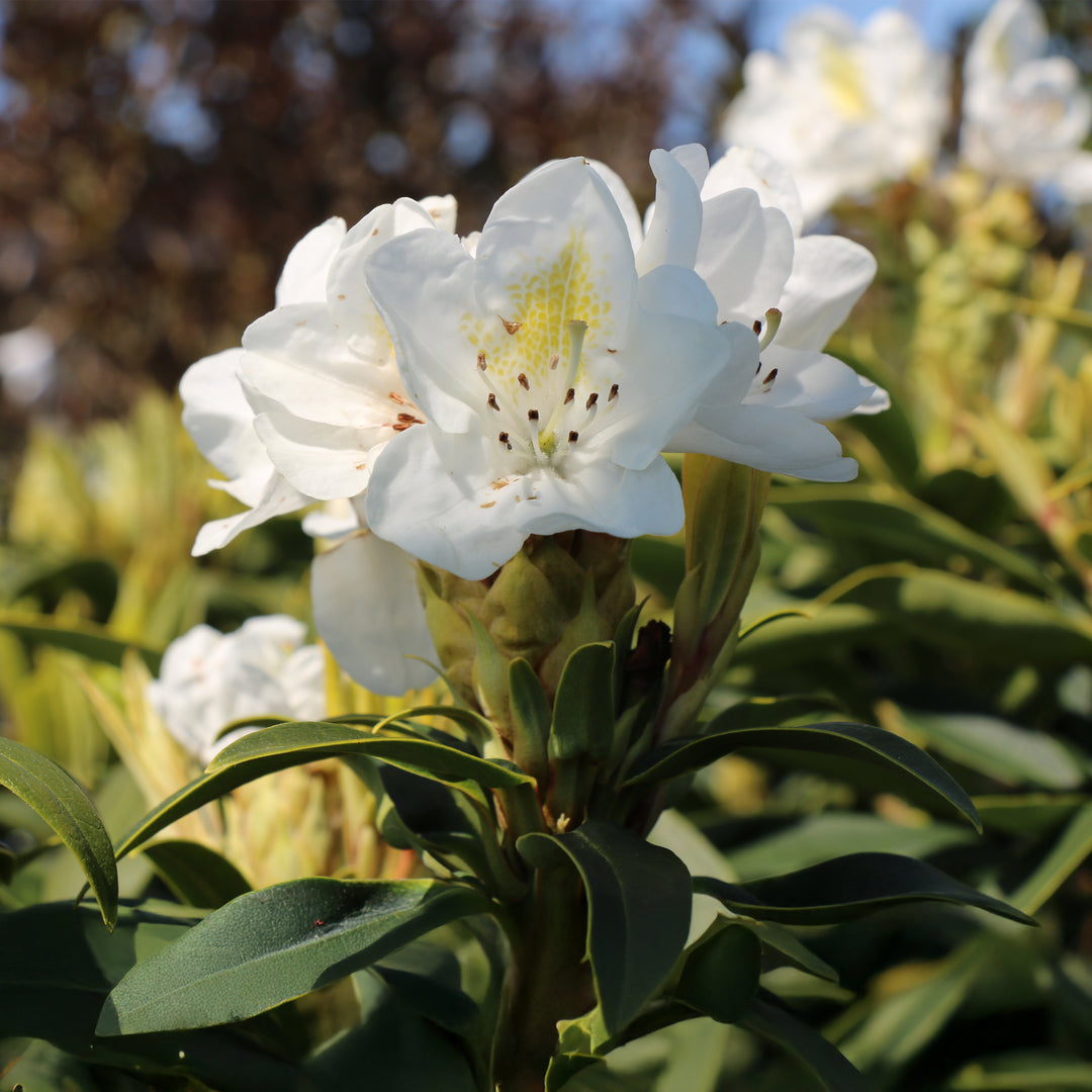 Chionoides Rhododendron