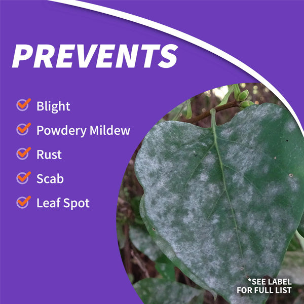 Bonide Infuse Fungicide