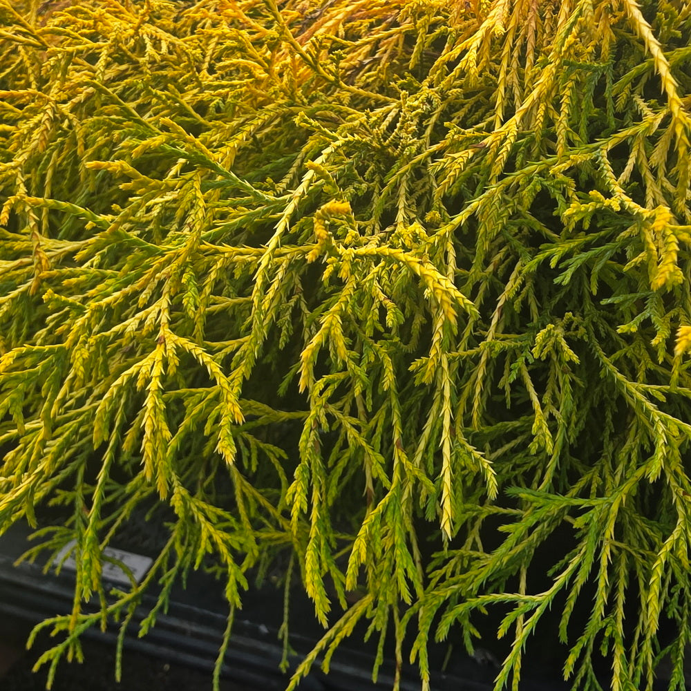 Golden Mop Threadbranch Cypress
