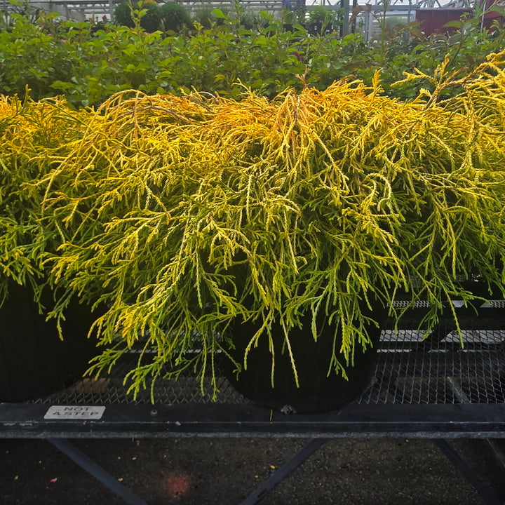 Golden Mop Threadbranch Cypress