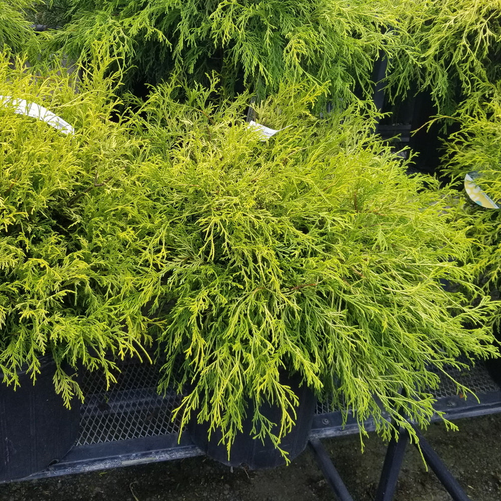 Golden Mop Threadbranch Cypress