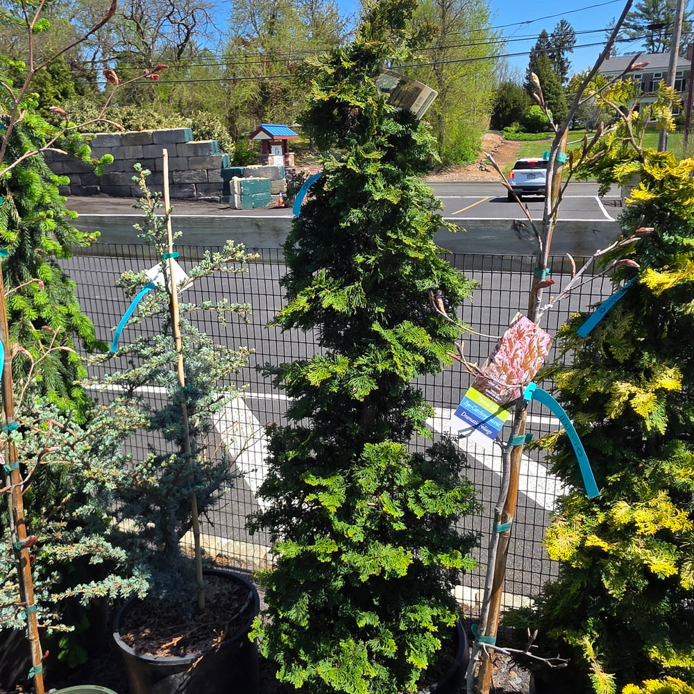 Wells Special Hinoki False Cypress