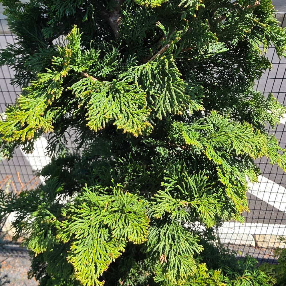 Wells Special Hinoki False Cypress