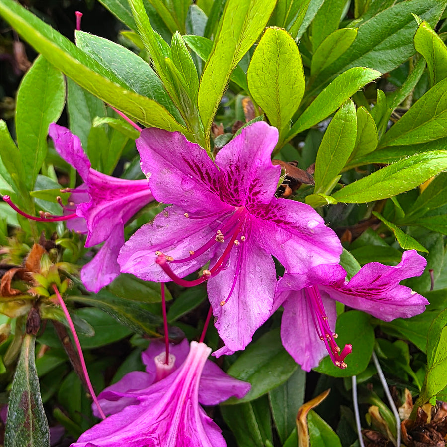 Poukhanense Azalea