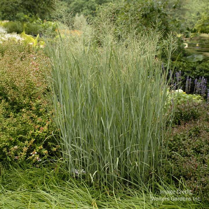 Heavy Metal Blue Switch Grass