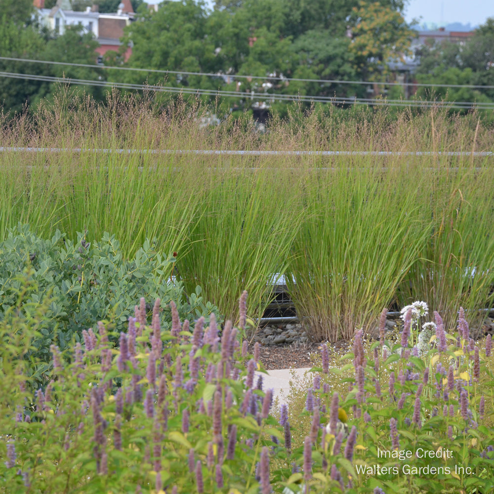 Heavy Metal Blue Switch Grass