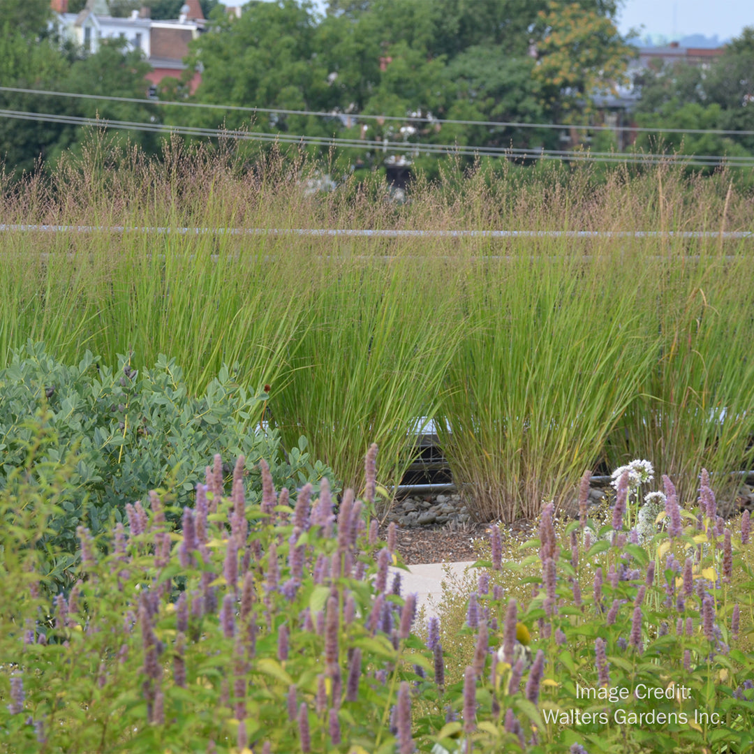Heavy Metal Blue Switch Grass