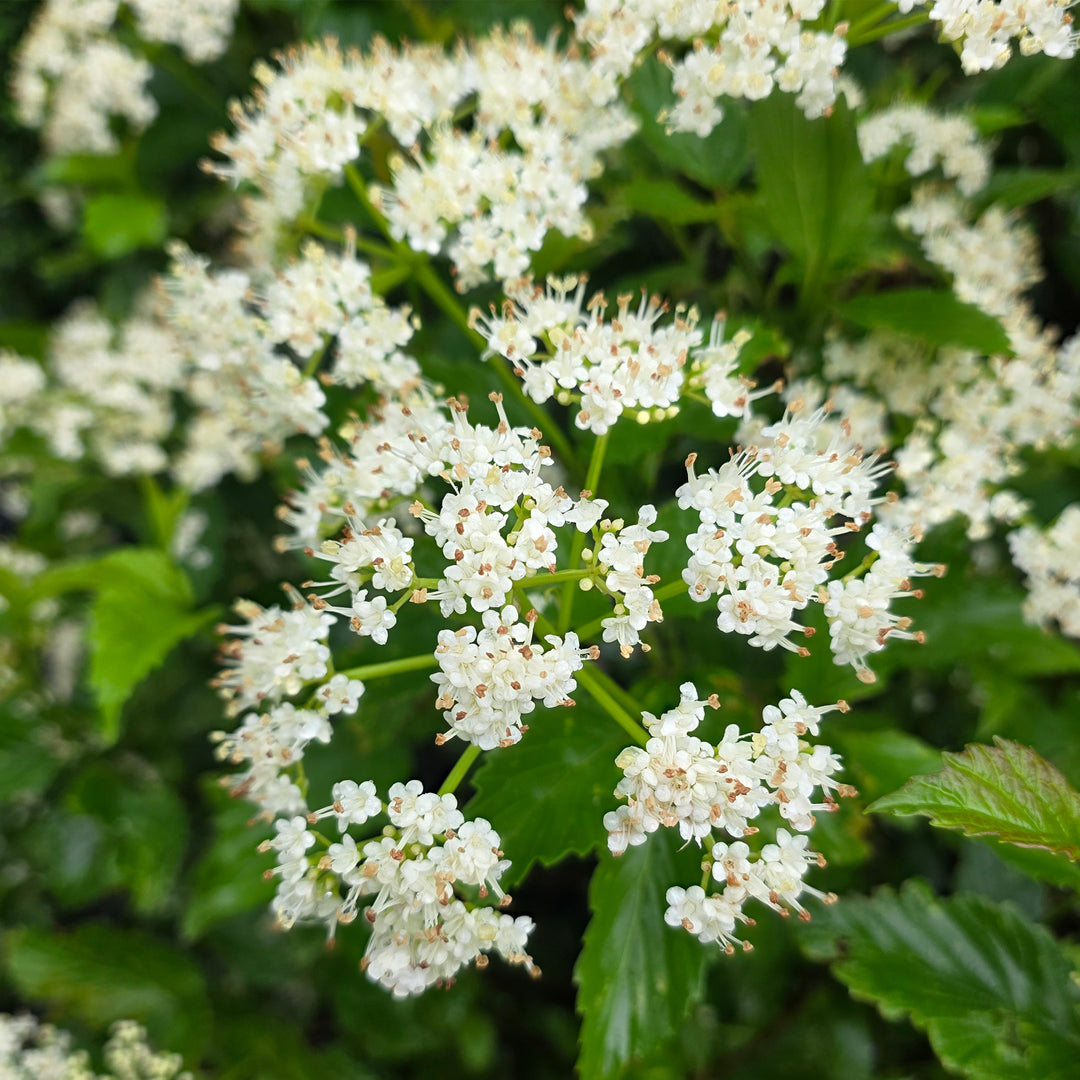 Arrowwood Viburnum