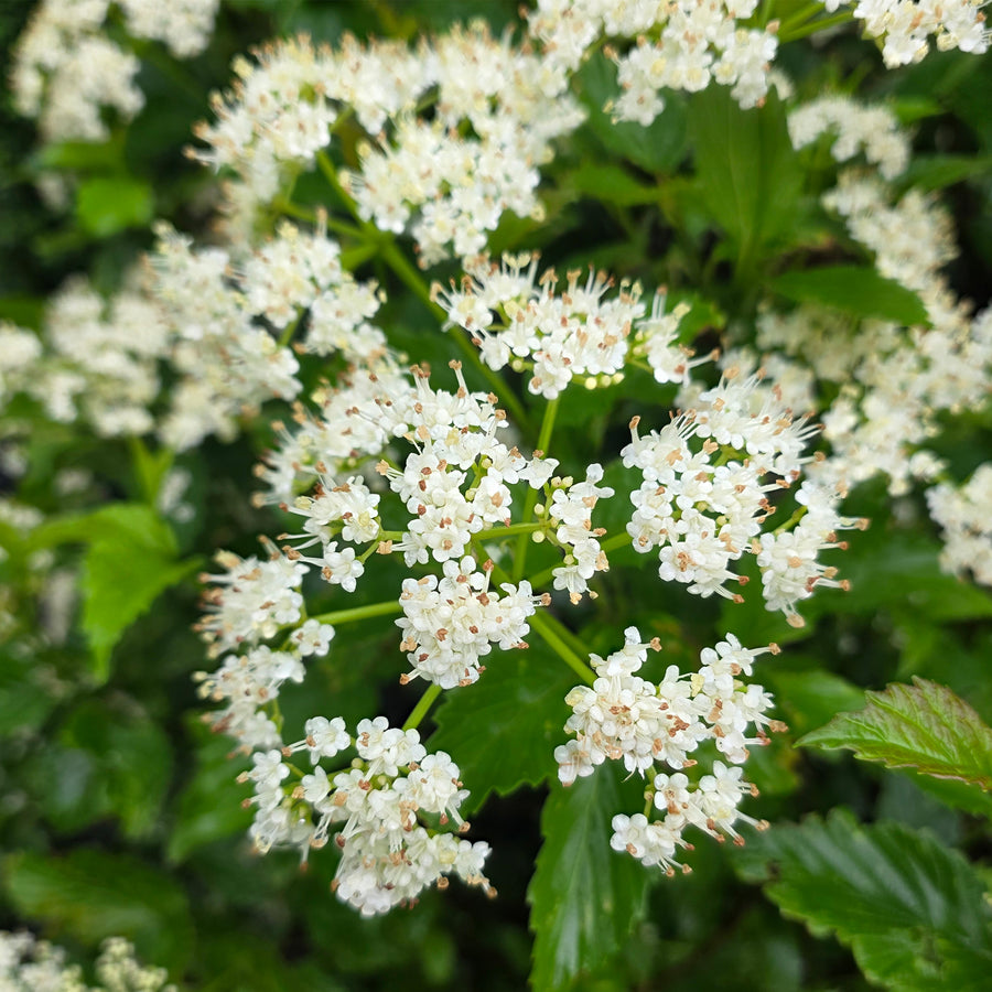 Arrowwood Viburnum