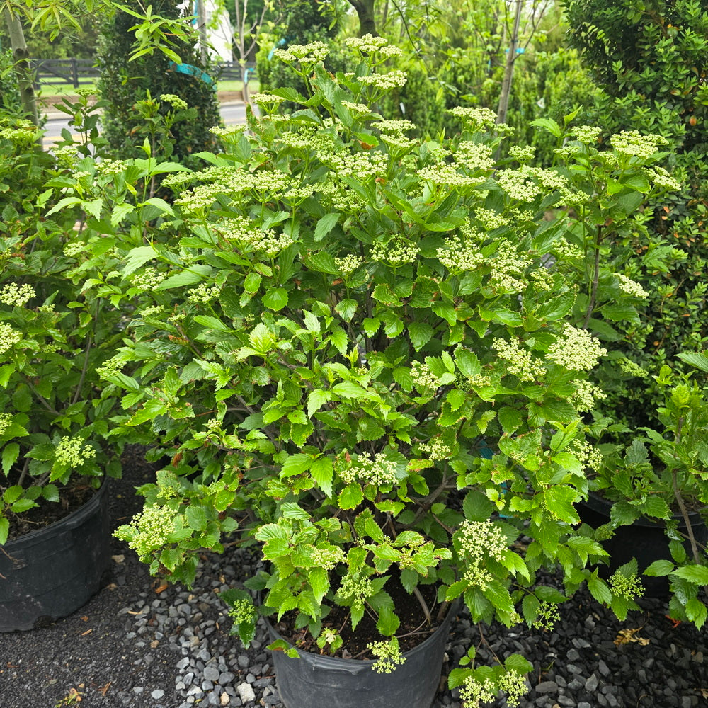 Arrowwood Viburnum