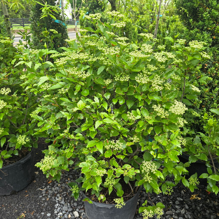 Arrowwood Viburnum