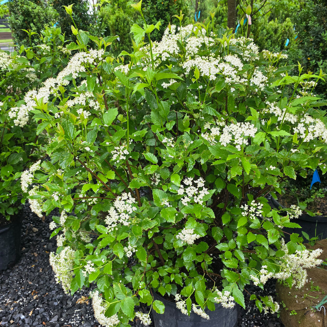 Arrowwood Viburnum
