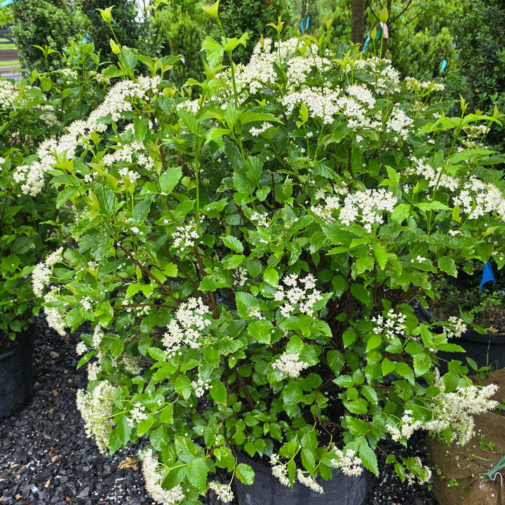 Arrowwood Viburnum