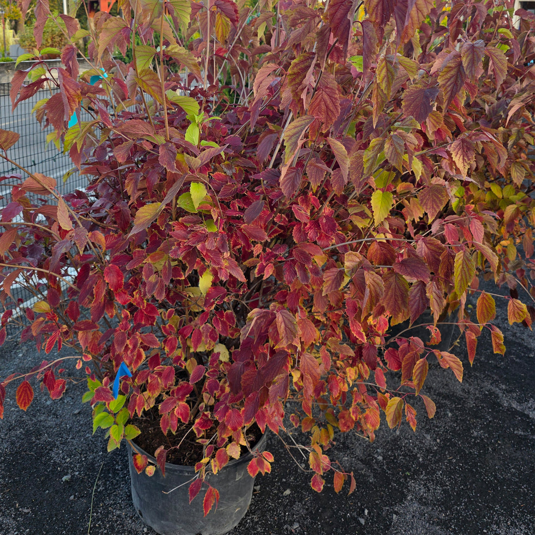 Arrowwood Viburnum