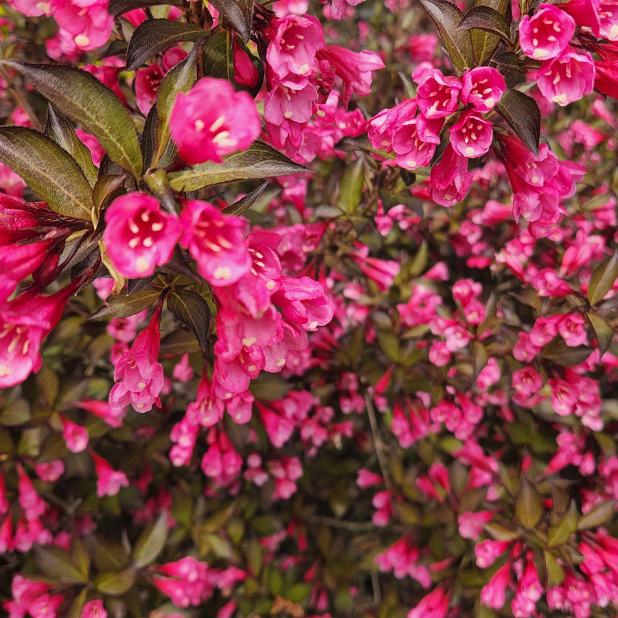Wine & Roses® Weigela