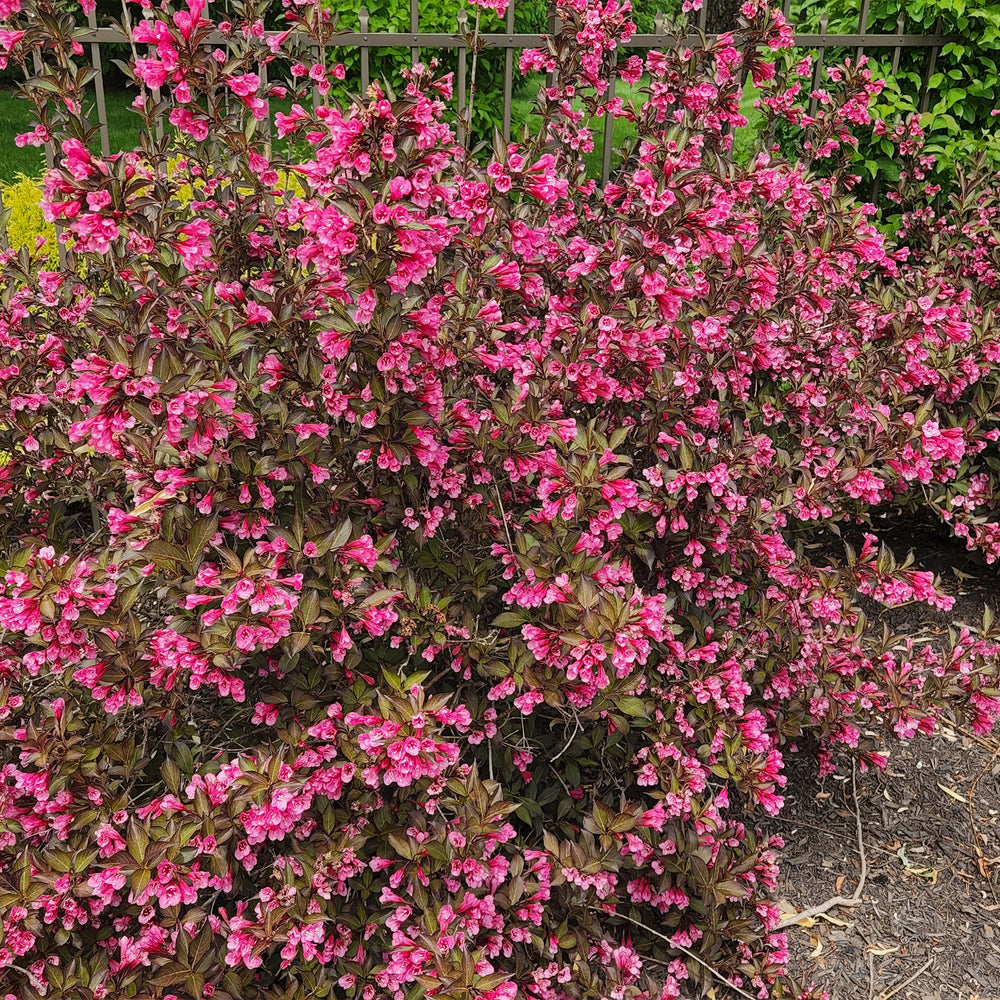 Wine & Roses® Weigela