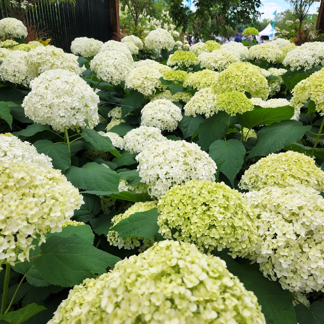Annabelle Smooth Hydrangea