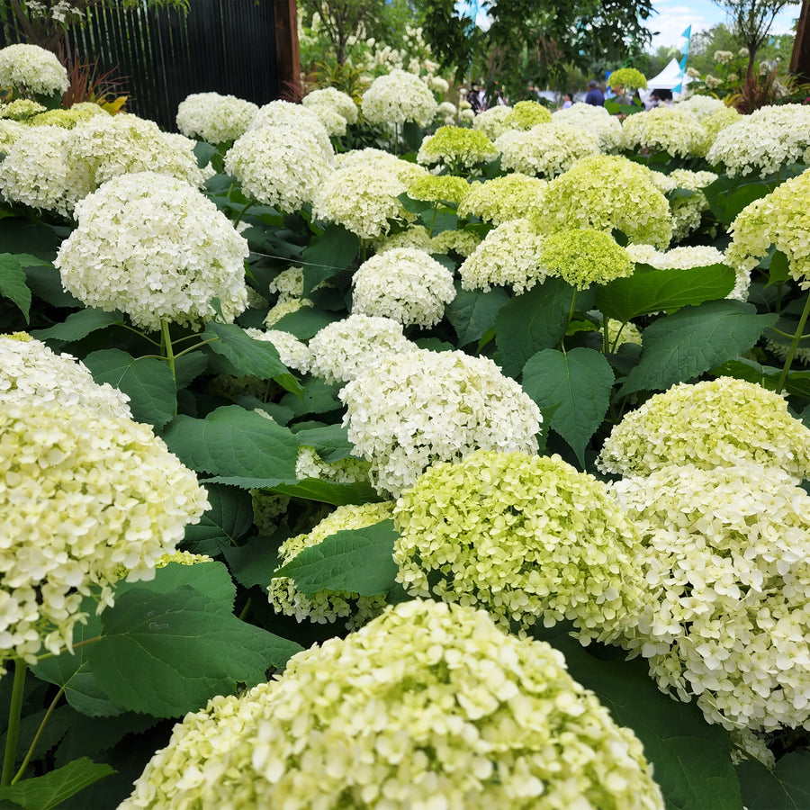 Annabelle Smooth Hydrangea