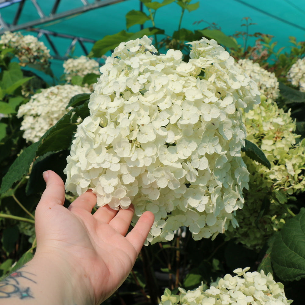 Annabelle Smooth Hydrangea