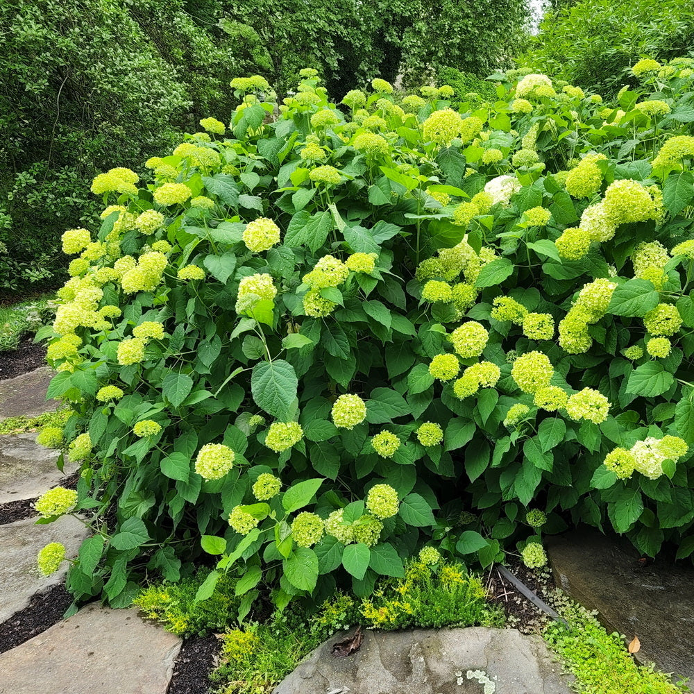Annabelle Smooth Hydrangea