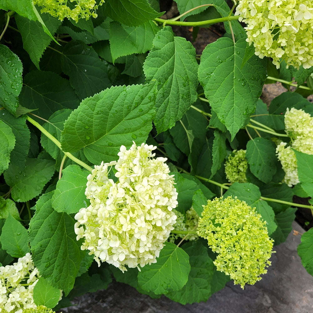 Annabelle Smooth Hydrangea