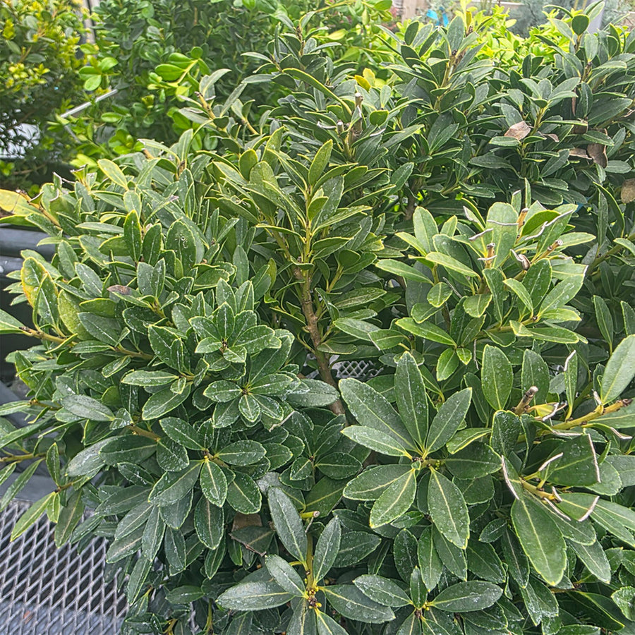 Hoogendorn Japanese Holly