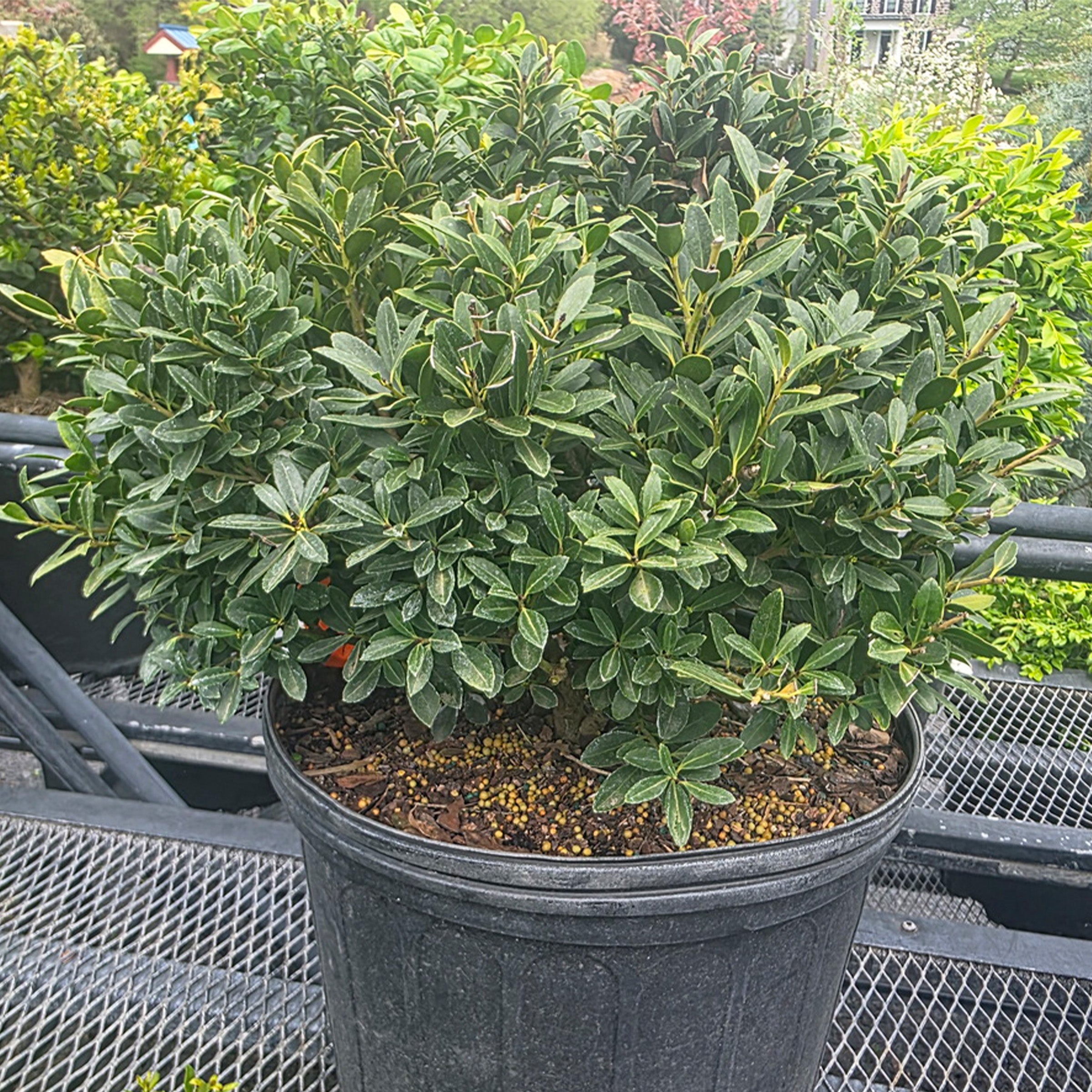 Hoogendorn Japanese Holly – Gasper Home & Garden